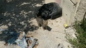 IMG-20170620-WA0023