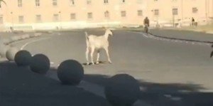 IMG-20170626-WA0039