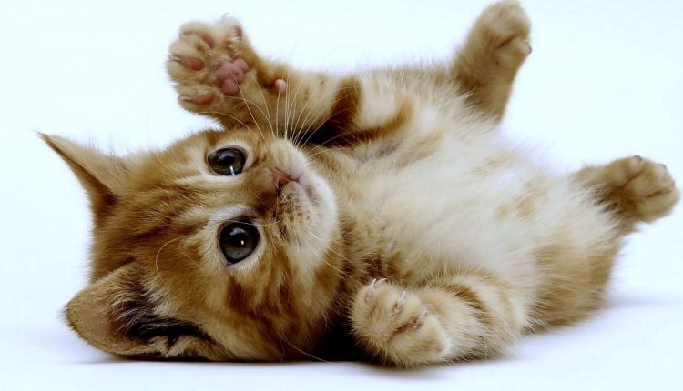 Il 55% degli italiani preferisce il gatto al cane - Belvedere News - Alessandro Fedele