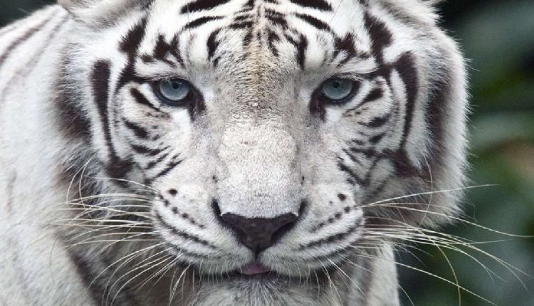 La JuveCaserta e gli “Occhi della Tigre”