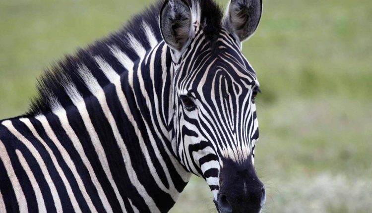 Risolto il rebus della zebra, a strisce per confondere gli insetti