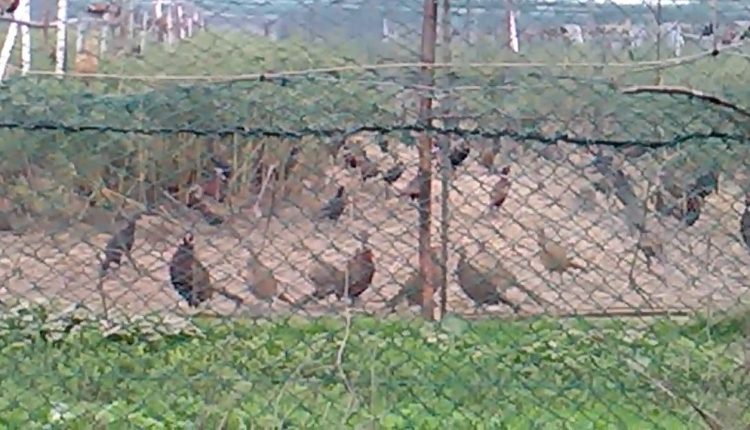 associazione venatoria “Cacciatori Punto Zero”.